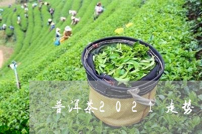 普洱茶2021走势/2023091492604