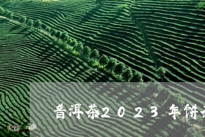 普洱茶2023年饼茶/2023101757370