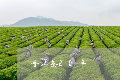 普洱茶20年/2023042968245