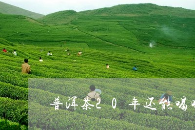 普洱茶20年还能喝吗/2023061702624