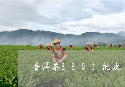 普洱茶2201批次/2023120522038