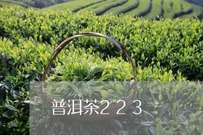 普洱茶223/2023110624161