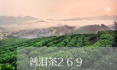 普洱茶269/2023042832669