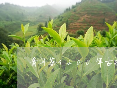 普洱茶3200年古树/2023080359482