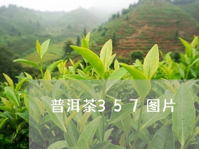 普洱茶357图片/2023110692606