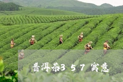 普洱茶357寓意/2023101604159