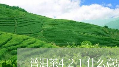 普洱茶421什么意思/2023100625382