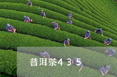 普洱茶435/2023042802043