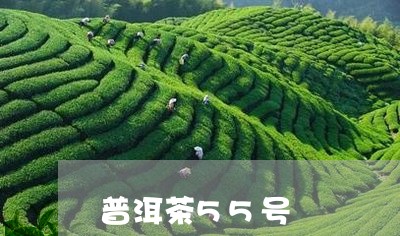 普洱茶55号/2023042894408