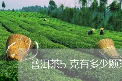 普洱茶5克有多少颗茶/2023101716037