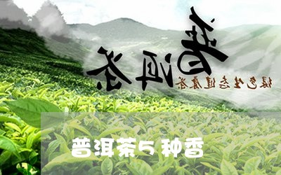 普洱茶5种香/2023112665359