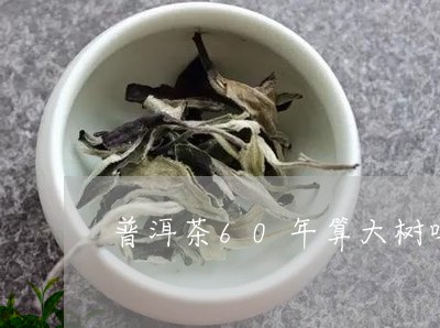 普洱茶60年算大树吗/2023092855936