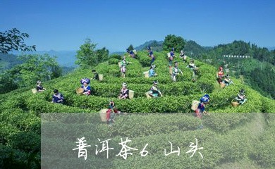 普洱茶6山头/2023042951405