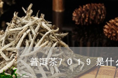 普洱茶7019是什么意思/2023112954826