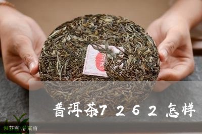 普洱茶7262怎样/2023091485949