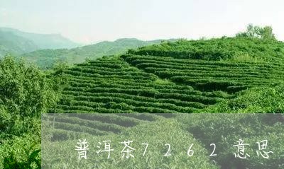 普洱茶7262意思/2023070971825