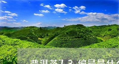 普洱茶73编号是什么/2023073175960