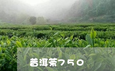 普洱茶750/2023042837842