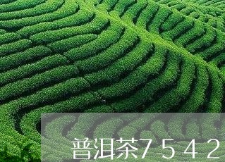 普洱茶7542怎么样/2023080339581