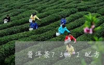 普洱茶7562配方/2023091494959