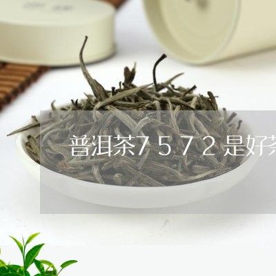 普洱茶7572是好茶/2023120692805