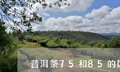 普洱茶75和85的区别/2023122066160