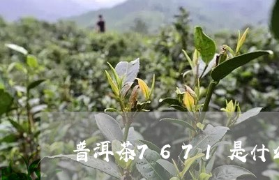 普洱茶7671是什么意思/2023051076040