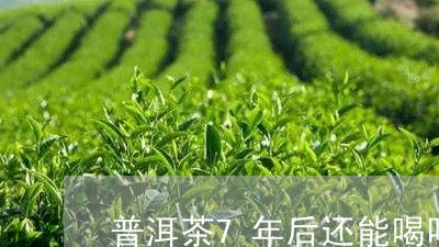 普洱茶7年后还能喝吗/2023092670561