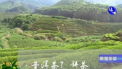 普洱茶7饼茶/2023102592915