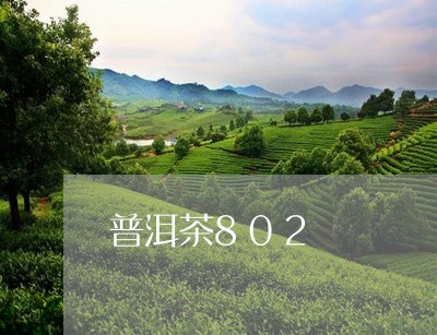 普洱茶802/2023042806055