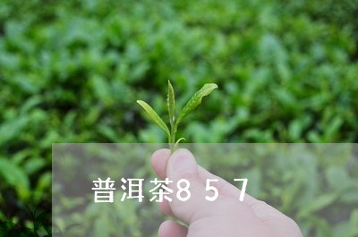 普洱茶857/2023042921952