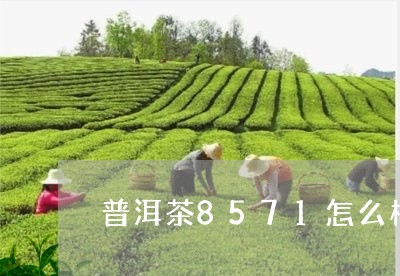 普洱茶8571怎么样/2023100502827