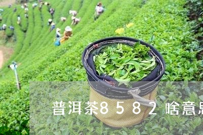 普洱茶8582啥意思/2023081698602