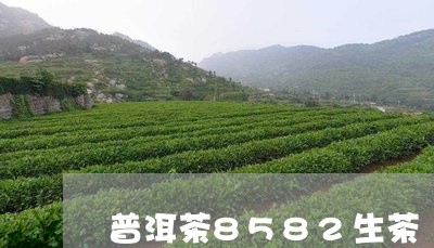 普洱茶8582生茶/2023091558370