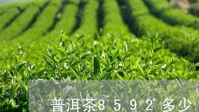 普洱茶8592多少/2023070910724