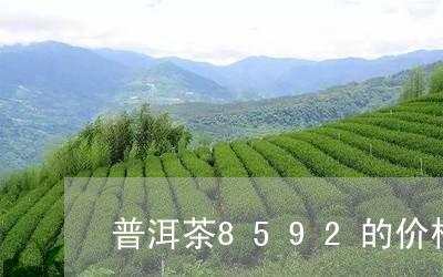 普洱茶8592的价格/2023062879486