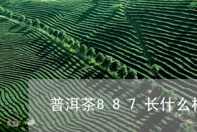 普洱茶887长什么样/2023092957069