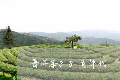 普洱茶88青年代/2023110979269