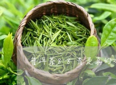 普洱茶88青是真的吗/2023073194169