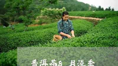 普洱茶8月淡季/2023121674035