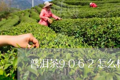 普洱茶9062怎么样/2023080140501