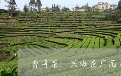 普洱茶:兴海茶厂图片/2023062872794