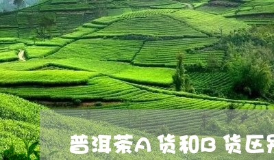 普洱茶A货和B货区别/2023092903269