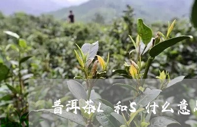 普洱茶L和S什么意思/2023092727040