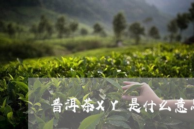 普洱茶XY是什么意思/2023062284806