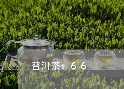 普洱茶t66/2023102508374