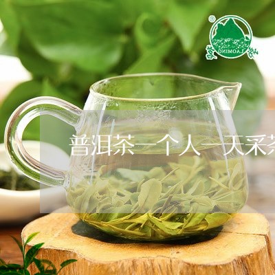 普洱茶一个人一天采茶多少/2023051331415