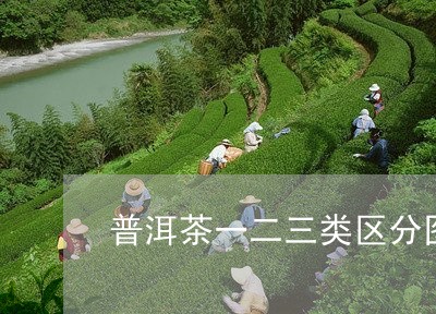 普洱茶一二三类区分图表/2023050615160