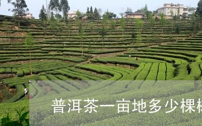 普洱茶一亩地多少棵树/2023072299071