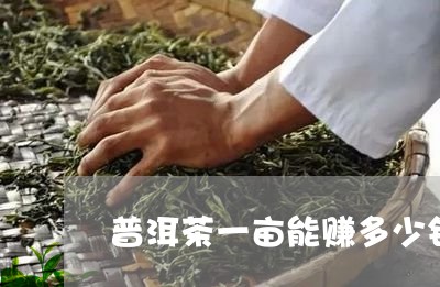 普洱茶一亩能赚多少钱/2023092552306